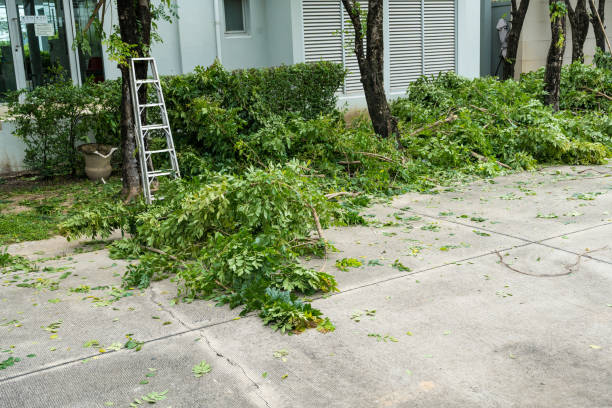 Dead Tree Removal